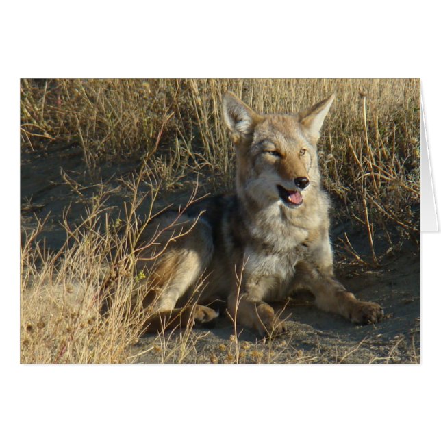 RN18 Coyote Laying (Anverso (Horizontal))