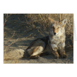 RN19 Coyote Laying