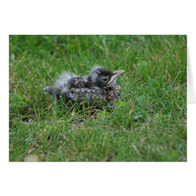 Robin bebé descansando un poco. (Anverso (Horizontal))