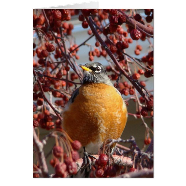 Robin de invierno (Frente)