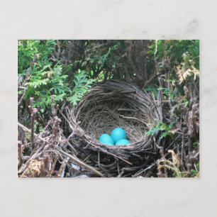 Robin Eggs en la postal Nest