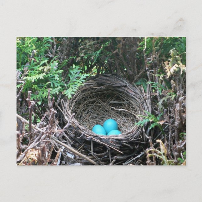 Robin Eggs en la postal Nest (Anverso)