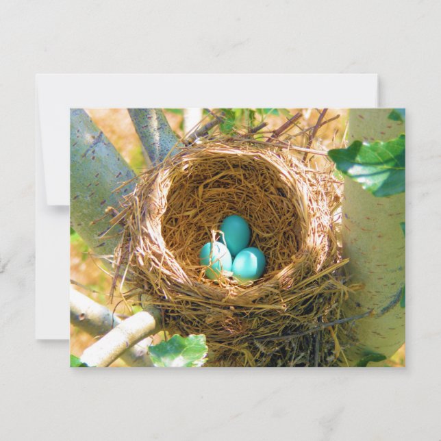 Robin Eggs en un nido de árboles de patio trasero (Anverso)