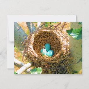 Robin Eggs en un nido de árboles de patio trasero