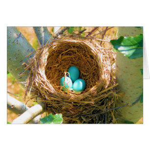 Robin Eggs en un nido de árboles de patio trasero