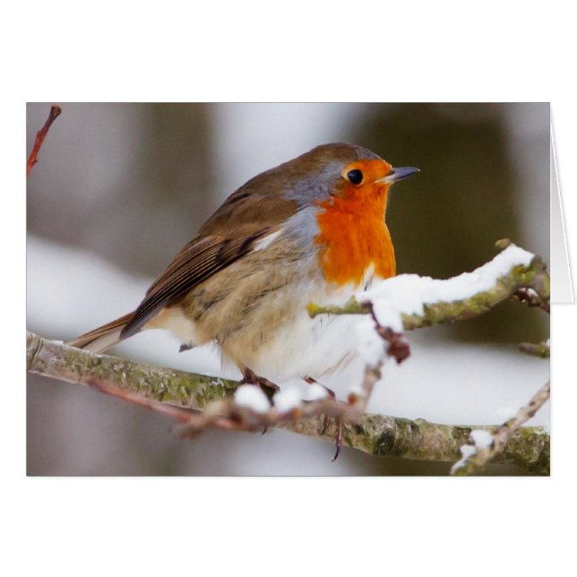 Robin en invierno (Anverso (Horizontal))