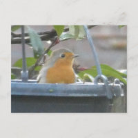 Robin en la postal de Plantar Pot DIY