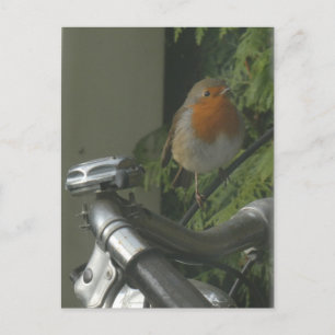 Robin en la tarjeta postal del cilíndrico