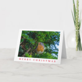 Robin en un árbol cerca de la tarjeta de Navidades