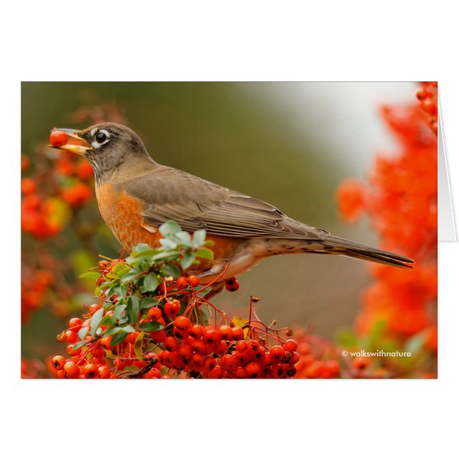 Robin estadounidense con una Pyracantha Pomme (Anverso (Horizontal))
