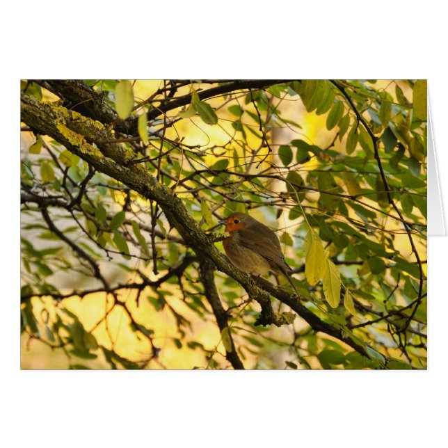 Robin europeo (Anverso (Horizontal))