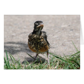 Robin humeante con actitud