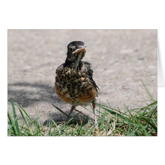 Robin humeante con actitud (Anverso (Horizontal))