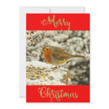 Robin navideño feliz con tarjeta de foto de nieve