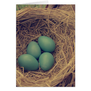 Robin Nest y Eggs