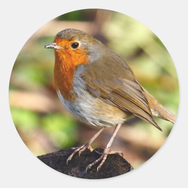 Robin Pegatina (Anverso)