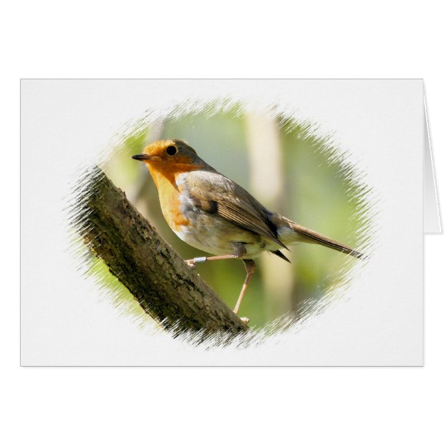 Robin Wild-life Bird (Anverso (Horizontal))