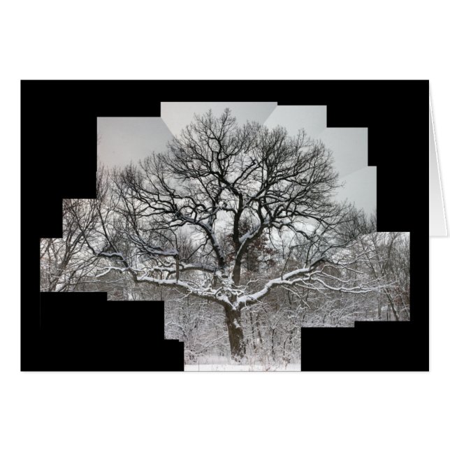 Roble blanco en invierno (Anverso (Horizontal))