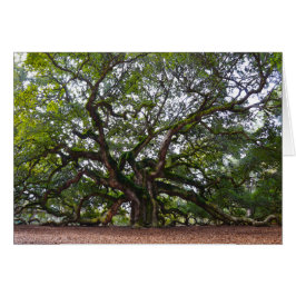 Roble del ángel, isla de Johns, Carolina del Sur