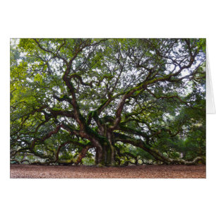 Roble del ángel, isla de Johns, Carolina del Sur