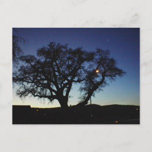 Roble en la oscuridad en la postal de Paso Robles