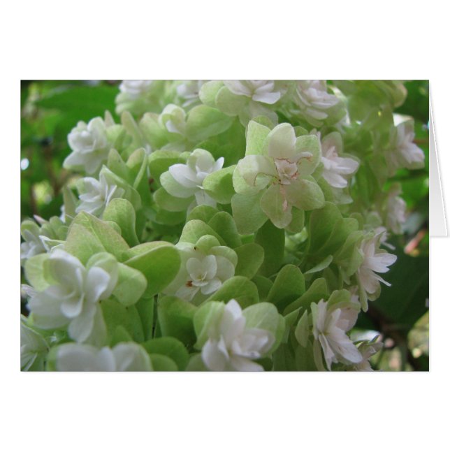 roble hidrangea (Anverso (Horizontal))