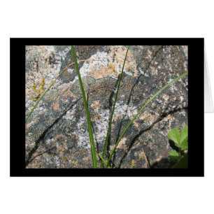 Roca, liquen, flora