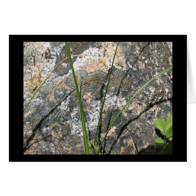 Roca, liquen, flora (Anverso (Horizontal))