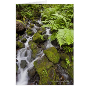 Rocas cubiertas de mosca con agua borrosa y helech