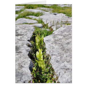 Rocas de caliza de plantas de Burren