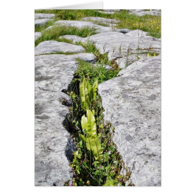 Rocas de caliza de plantas de Burren (Frente)