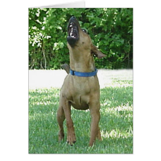 Rocco - Rye Ruv Roo! Tarjeta