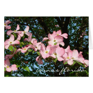 rociado de madera rosa de perro "cornus florida"