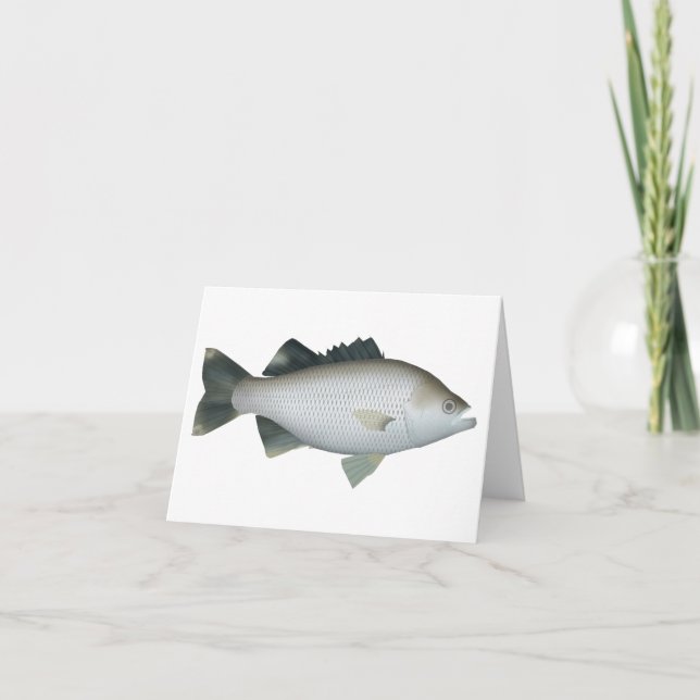 Rock Flagtail (Anverso)