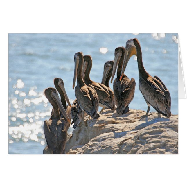 Rock pelícano (Anverso (Horizontal))