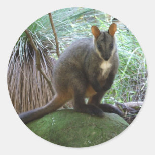 Rock Wallaby Pegatina