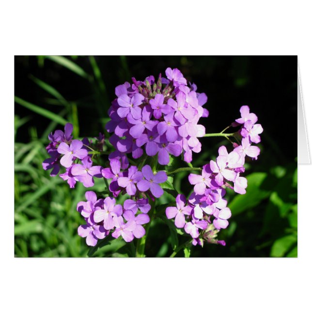 Rocket de Dame (Anverso (Horizontal))