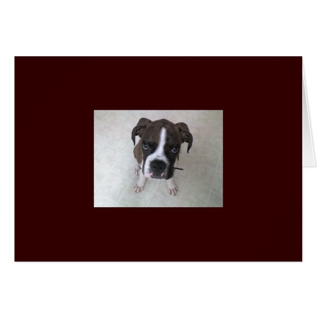 Rocky - Boxer Puppy (Anverso (Horizontal))