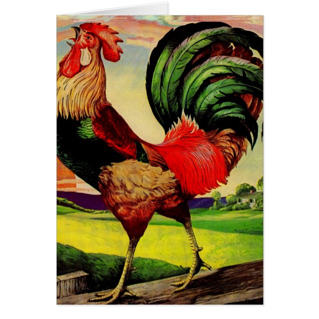 Rocky, el bonito gallo (Frente)