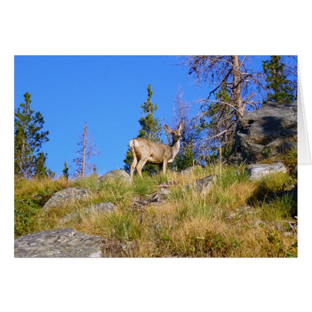 Rocky Mountain Deer (Anverso (Horizontal))