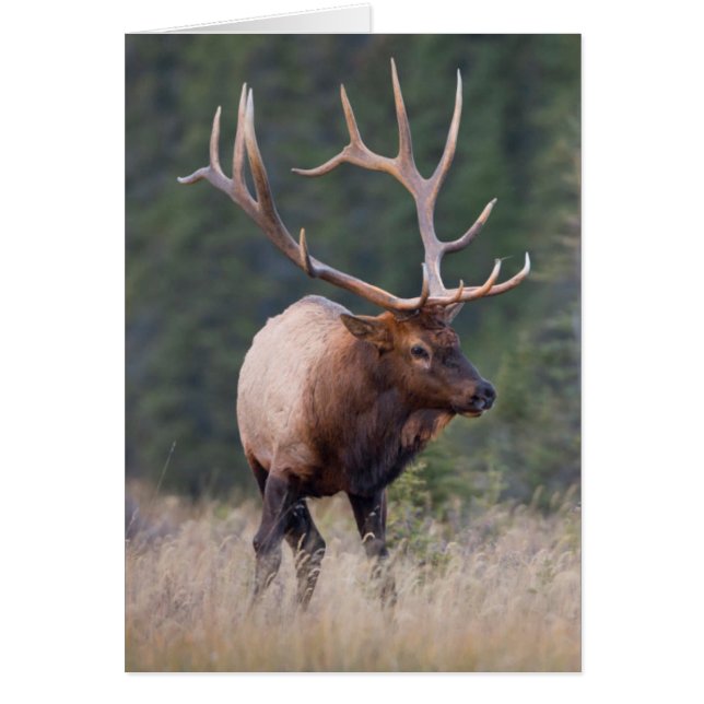 Rocky Mountain Elk (Frente)