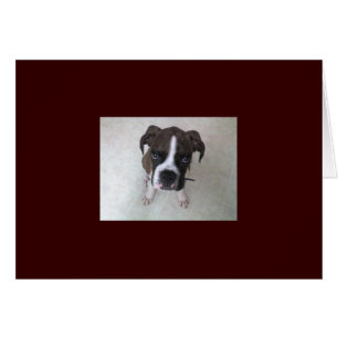 Rocky - perrito del boxeador