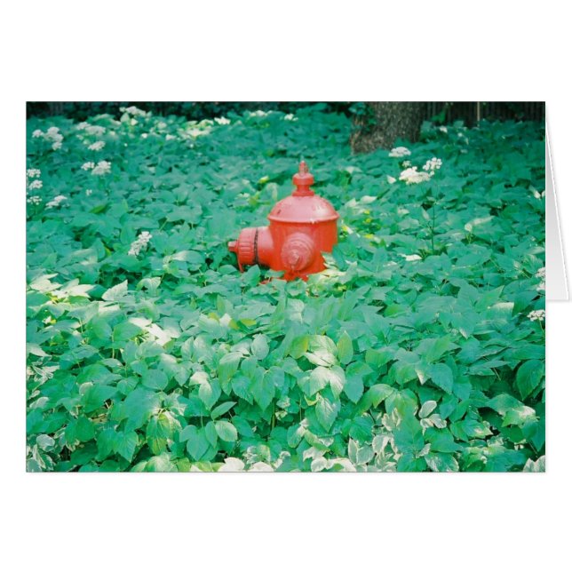 Rodeado (Anverso (Horizontal))