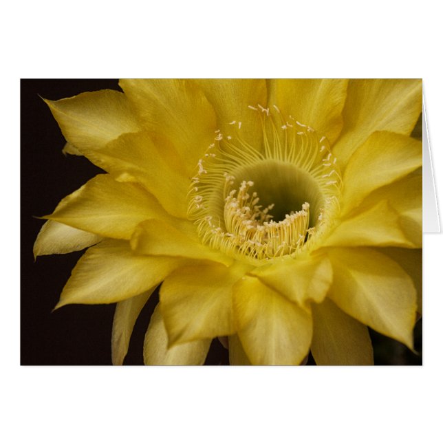 Rodeado por Lemon Pie (Anverso (Horizontal))