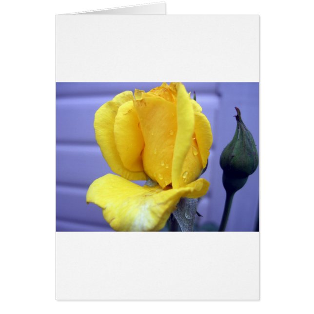 Rodeador amarillo (Frente)