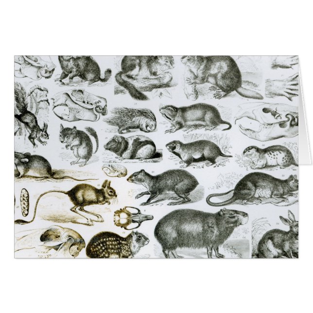 Rodentia-Roedores o animales de roedura (Anverso (Horizontal))