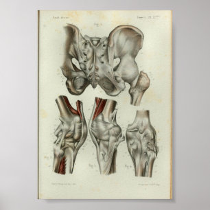 Rodilla 1844 de la cadera de la impresión de la