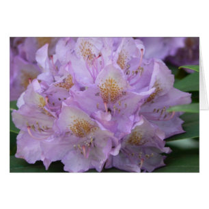 Rododendro ligero del ciruelo en primavera