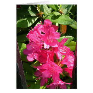 rododendro rosa