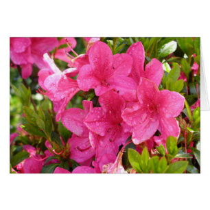 Rododendros rosados